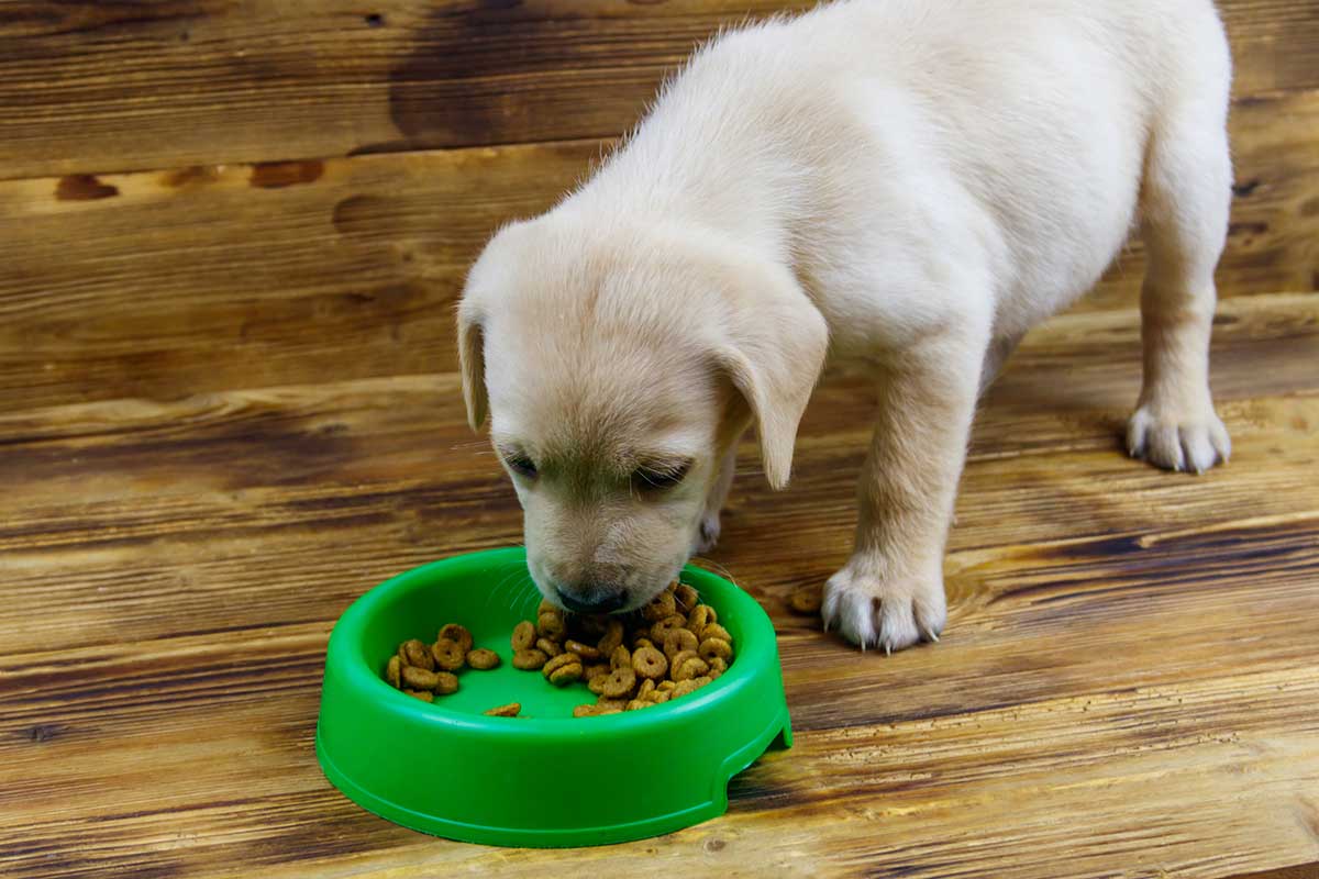 nourriture pour chien boutique -nourriture pour chien boutique When To Stop Soaking Puppy Food