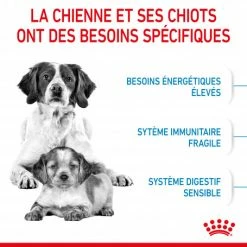 ROYAL CANIN Dog Starter Mother & Babydog Medium 11 ROYAL CANIN Dog Starter Mother & Babydog Medium -nourriture pour chien boutique dog starter mother babydog medium 3