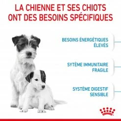 ROYAL CANIN Dog Starter Mother & Babydog Mini -nourriture pour chien boutique dog starter mother babydog mini 3