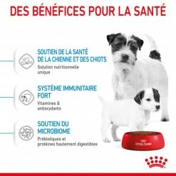 ROYAL CANIN Dog Starter Mother & Babydog Mini -nourriture pour chien boutique dog starter mother babydog mini 4