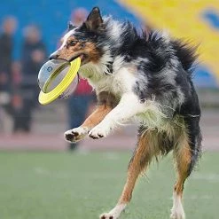 Knfe Dog Toy Ball Non Toxique Résistant à La Morsure Toy Ball Dog Food Treat Feeder -nourriture pour chien boutique 185603542 max