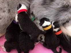 Giveuphesit 15 Pcs Colliers Pour Chiots, Colliers Réglables Pour Chatons Pour Chiots Set Collar Puppy Utilisé Pour Les Animaux De Compagnie Nouveau-nés Puppy Dog Identification Dog Tags, Nylon Multicolore 8 Giveuphesit 15 Pcs Colliers Pour Chiots, Colliers Réglables Pour Chatons Pour Chiots Set Collar Puppy Utilisé Pour Les Animaux De Compagnie Nouveau-nés Puppy Dog Identification Dog Tags, Nylon Multicolore -nourriture pour chien boutique 188882528 max