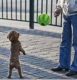 Unbranded Pet Dog Rubber Toys Molar Dents Résistantes à La Morsure Et Arôme De Menthe Non Toxiquegreen -nourriture pour chien boutique 235073769 max