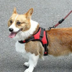 Hono Pet Dog Leash Traction Harnais De Poitrine Drag Explosion-proof Leopard-s Aespa -nourriture pour chien boutique 275398327 max