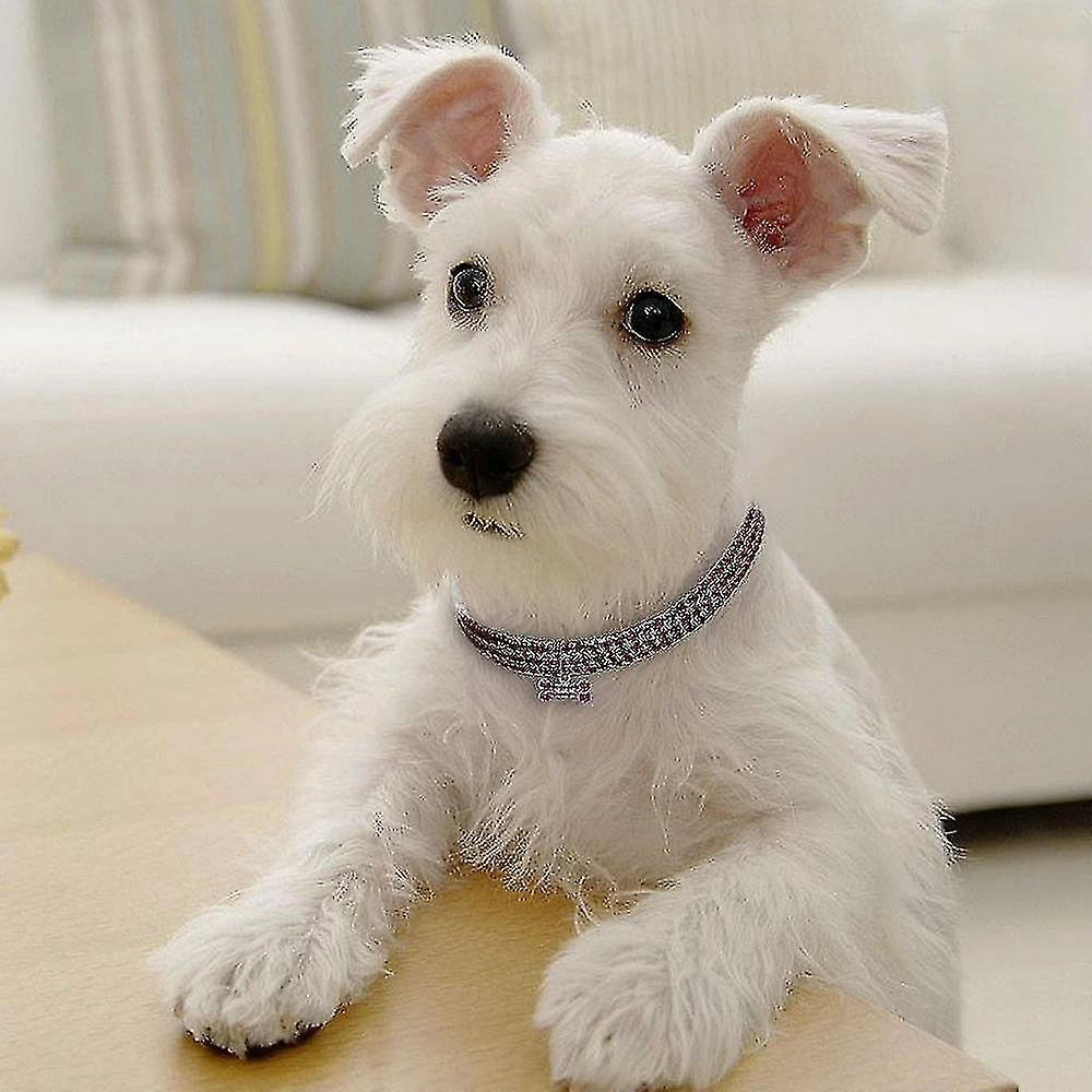 Unbranded Mignon Mini Pet Dog Bling Rhinestone Chocker Colliers Fancy Dog Collier 2 Unbranded Mignon Mini Pet Dog Bling Rhinestone Chocker Colliers Fancy Dog Collier – Image 2