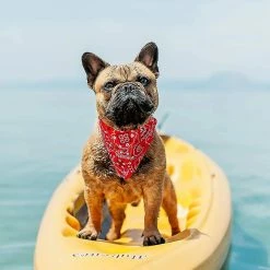 Unbranded Dog Bandana, 4 Pcs Anniversaire Cadeau De Noël Lavable Dog Bandana - Rouge Noir Bleu Rose Coton Plaid Impression Dog Bibs Kerchief Set Foulard Accessoire -nourriture pour chien boutique 290537091 max