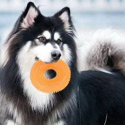 Ctmw Funny Pet Dog Cat Thorn Circle Ring Squeak Chew Training Sound Jouet Interactif -nourriture pour chien boutique 293859006 max