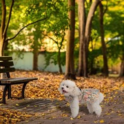 Yskaze Mignon Flower Girl Dog Dress Pet Clothes - Belle Jupe Pet Puppy Pleine De Motifs De Fleurs, Parfait Pour Le Port Quotidien, Les Vacances Et La Prise De Photos 7 Yskaze Mignon Flower Girl Dog Dress Pet Clothes - Belle Jupe Pet Puppy Pleine De Motifs De Fleurs, Parfait Pour Le Port Quotidien, Les Vacances Et La Prise De Photos -nourriture pour chien boutique 308814947 max