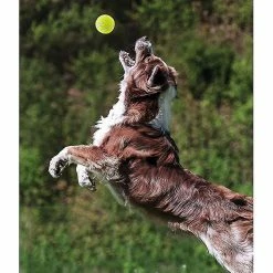Unbranded 6pcs Dog Toy Resistance Training Ball -nourriture pour chien boutique 312858415 max