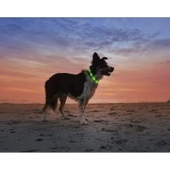 Unbranded Led Light Dog Collier Usb Rechargeable - Longueur Réglable Collier De Sécurité Pour Chiens Et Chats - 3 Mo -nourriture pour chien boutique 312866088 max