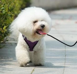 Unbranded Walk-in Air Dog Harness-small And Medium-sized Dog Walk-in Vest (Violet) -nourriture pour chien boutique 316905570 max