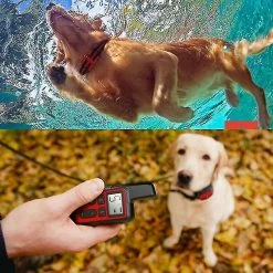 DEWENWILS Dww-waterproof Dog Training Collar Pet 500m Télécommande Rechargeable Rouge