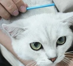 Unbranded Pet Dog Comb Sleek Pointed Tail Design Grooming Comb Pour Chat Hirsute Chiens Barber Outil De Toilettage (bleu) 9 Unbranded Pet Dog Comb Sleek Pointed Tail Design Grooming Comb Pour Chat Hirsute Chiens Barber Outil De Toilettage (bleu) -nourriture pour chien boutique 322686412 max