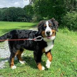 Yskaze Pet Heavy Duty Reflective Dog Leash Lead Runner Pour Chiens -nourriture pour chien boutique 360452253 max