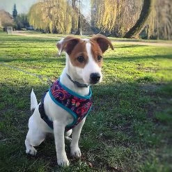 Yskaze Pet Heavy Duty Reflective Dog Leash Lead Runner Pour Chiens 7 Yskaze Pet Heavy Duty Reflective Dog Leash Lead Runner Pour Chiens -nourriture pour chien boutique 360452652 max