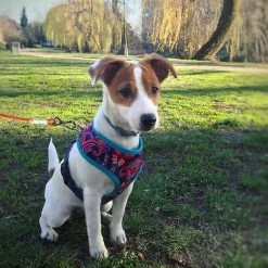 Yskaze Pet Heavy Duty Reflective Dog Leash Lead Runner Pour Chiens -nourriture pour chien boutique 360453170 max