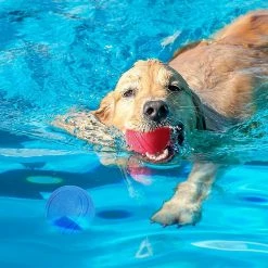 Ksalfye Jouet Pour Chien, Bouncing Ball Dog, Jouet Interactif Pour Chien, Boule De Chien Indestructible, Jouet Nettoyant Pour Dents De Chien En Caoutchouc Naturel, Pour Chiots 9 Ksalfye Jouet Pour Chien, Bouncing Ball Dog, Jouet Interactif Pour Chien, Boule De Chien Indestructible, Jouet Nettoyant Pour Dents De Chien En Caoutchouc Naturel, Pour Chiots -nourriture pour chien boutique 375149173 max