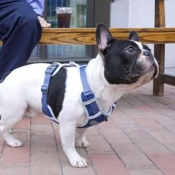 Unbranded Dog Chest Harness Traction Corde Gilet Respirant Pour Animaux De Compagnie -nourriture pour chien boutique 389270053 max