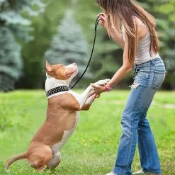 Giveuphesit Spike Dog Collar - Collier Pour Chien En Cuir à La Mode Pour Chiens Moyens Et Grands -nourriture pour chien boutique 402071448 max