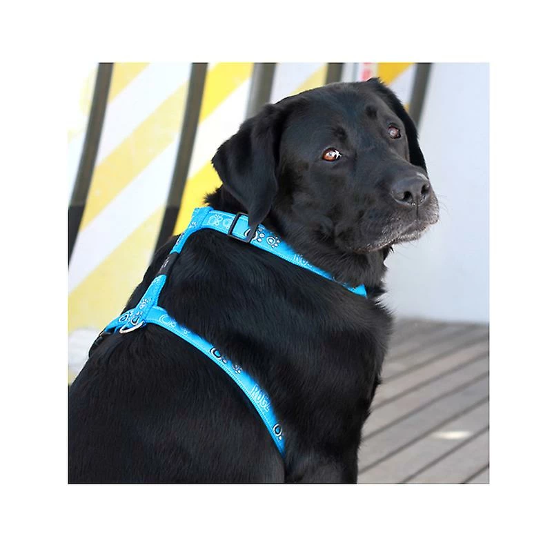 Rogz Fancy Dress Turquoise Paw Durable Dog H-Harnais 2 Rogz Fancy Dress Turquoise Paw Durable Dog H-Harnais – Image 2