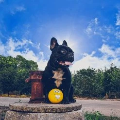 Baicccf 4.13 '' Jouets Pour Chiens Grinçants Smiley Face Dog Balls Avec Squeaker Rubber Latex Pet Toys Pour Petits Chiots De Moyenne Et Grande Race -nourriture pour chien boutique 449761360 max
