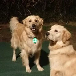 Hxetlv Led Dog Leashes Pendentif Éclairage Réglable Collier Usb Rechargeable Lumineux Pet Safe Soft 8 Hxetlv Led Dog Leashes Pendentif Éclairage Réglable Collier Usb Rechargeable Lumineux Pet Safe Soft -nourriture pour chien boutique 464319054 max