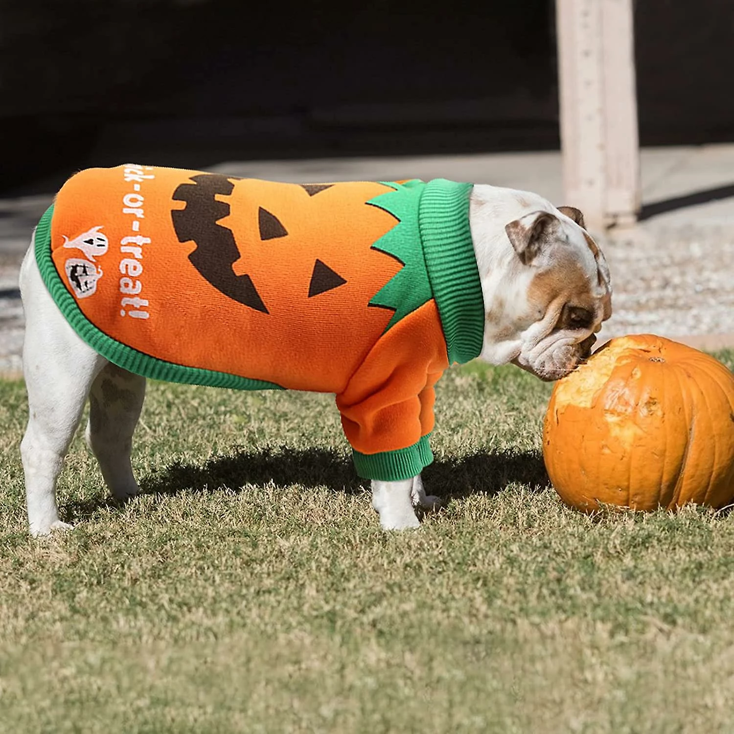Unbranded Dog Costume Halloween Pumpkin Dog Costume Large Dog Costume For Halloween Pet Cat Dog Clothes 4 Unbranded Dog Costume Halloween Pumpkin Dog Costume Large Dog Costume For Halloween Pet Cat Dog Clothes – Image 4