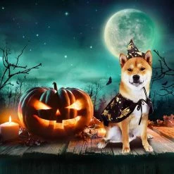 Unbranded Pet Halloween Outfits Dog Halloween Costumes Halloween Pet Clothes With Adjustable Witch Hat Capes Costume For Small Medium Dogs Cats Halloween Christ -nourriture pour chien boutique 494817482 max