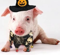 Unbranded Pet Halloween Costumes, 2 Piece Dog Cat Bandana Neck With Bells Wizard Hat Adjustable Pet Cosplay Halloween Party Pet Costume 8 Unbranded Pet Halloween Costumes, 2 Piece Dog Cat Bandana Neck With Bells Wizard Hat Adjustable Pet Cosplay Halloween Party Pet Costume -nourriture pour chien boutique 494818852 max