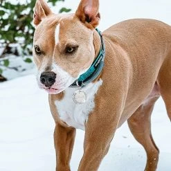 Dog Toys 2 Pièces Heilwiy De Plaques D’identité Avec Gravure. Adresse Tag Dog Dog Tag Cadeau Personnalisé Pet Id -nourriture pour chien boutique 496012022 max