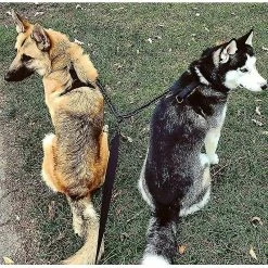 Blythe Double Leash For 2 Dogs, Dog Leash, Reflective, Training And Training, 360 Gift -nourriture pour chien boutique 503808974 max