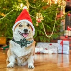 Knpht Christmas Dog Collar , Adorable Collar Compatible With Puppy Dogs Cats Pets -nourriture pour chien boutique 509240820 max