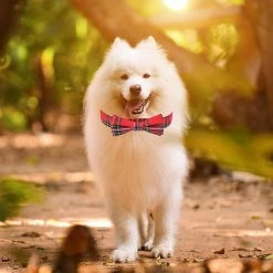 Knpht Christmas Dog Collar With Bow, Adjustable Christmas Plaid Dog Collars With Remov 7 Knpht Christmas Dog Collar With Bow, Adjustable Christmas Plaid Dog Collars With Remov -nourriture pour chien boutique 509246737 max