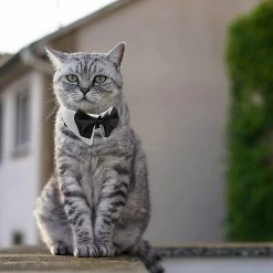 Unbranded Tux Dog Bowtie, 1 Pack Heilwiy Gift Blanc Doux Coton Chien Cravate Formelle -nourriture pour chien boutique 515703515 max