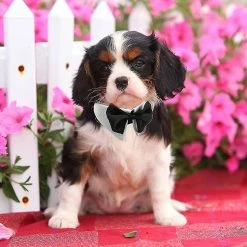 Unbranded Tux Dog Bowtie, 1 Pack Heilwiy Gift Blanc Doux Coton Chien Cravate Formelle -nourriture pour chien boutique 515703529 max