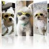 Lunettes De Soleil Schan Dog, Sangle Réglable Pour Lunettes De Soleil UV, Protection Imperméable à L’eau