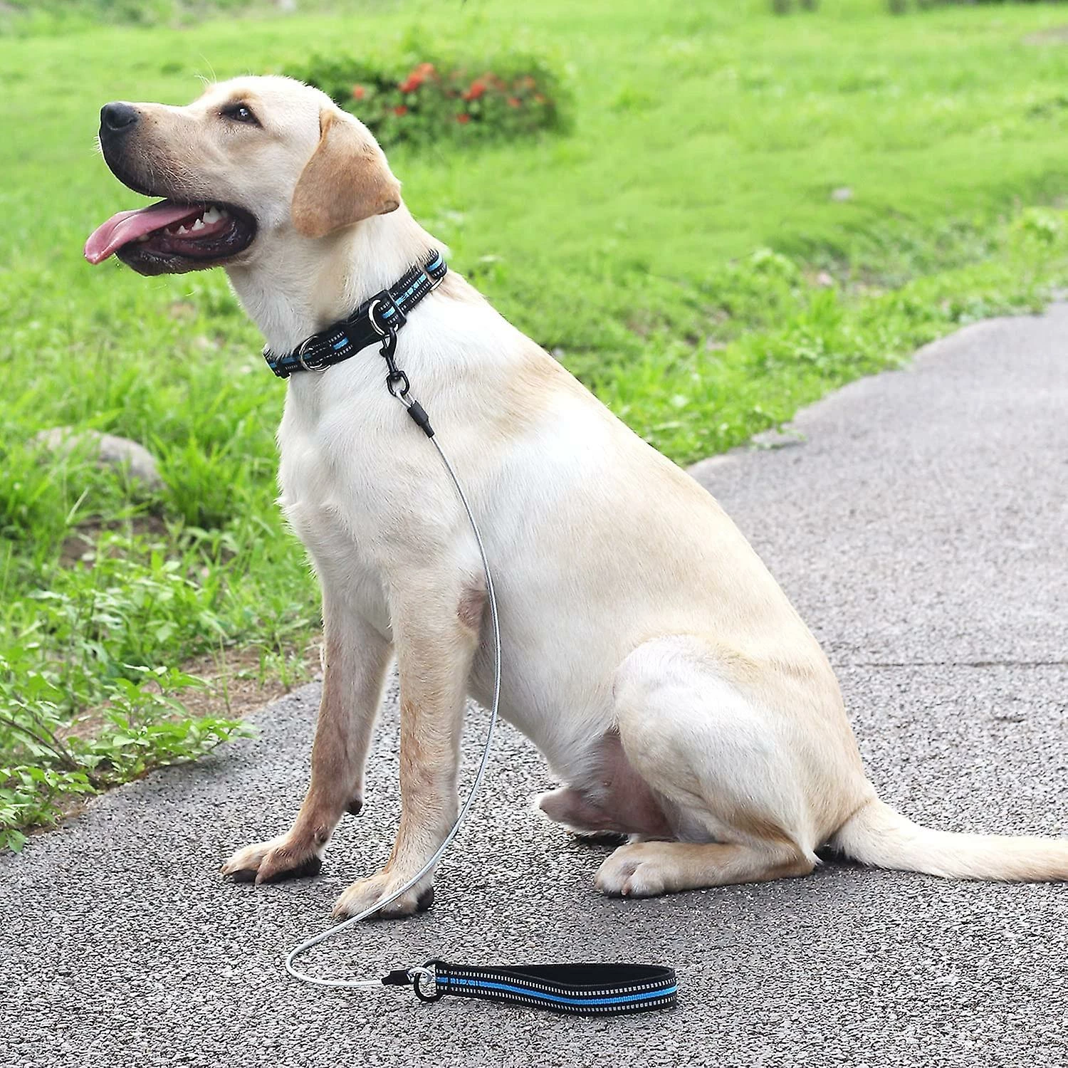 DEWENWILS Dww-dog Chew Leash Avec Poignée Rembourrée, Câble Métallique Pour Petits, Moyens Et Grands Chiens (bleu) 4 DEWENWILS Dww-dog Chew Leash Avec Poignée Rembourrée, Câble Métallique Pour Petits, Moyens Et Grands Chiens (bleu) – Image 4