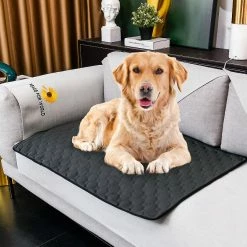 Unbranded Pet Pad Épaississant Absorbant Et Désodorisant Dog Pet Pads Doux Lavable Pet -nourriture pour chien boutique 525843863 max