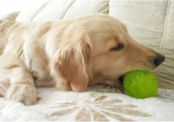 Unbranded Dog Ball, Jouet Pour Chien Avec Balle Couinante En Caoutchouc Naturel Avec Fonction Dentaire -nourriture pour chien boutique 531697822 max