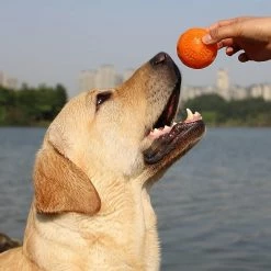 Unbranded Dog Ball, Jouet Pour Chien Avec Balle Couinante En Caoutchouc Naturel Avec Fonction Dentaire -nourriture pour chien boutique 531697839 max