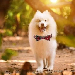 Mike Dog Cat Collar Bowtie Buffalo Check Plaid Christmas Winter Snowflake Pet Collargreen_w -nourriture pour chien boutique 537344445 max