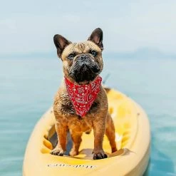 Unbranded Collier Froid Pour Chien, Capuche Pour Chien De Glace, Capuche Pour Chien Froid Pour Chien, Relax Blue Dog Collar Collier Pour Chien Collier Pour Chat -nourriture pour chien boutique 543228391 max