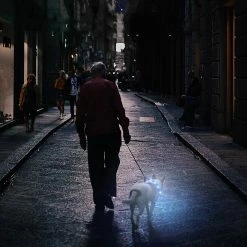 Lyjh Dog Collar Light - Collier Pour Chiot Rechargeable, Collier Pour Animal De Compagnie Brillant, Compatible Avec Les Petits Chiens De Taille Moyenne 9 Lyjh Dog Collar Light - Collier Pour Chiot Rechargeable, Collier Pour Animal De Compagnie Brillant, Compatible Avec Les Petits Chiens De Taille Moyenne -nourriture pour chien boutique 544470069 max