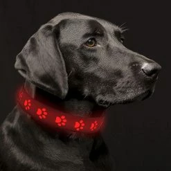 Sl Chang Light Up Dog Collar Rechargeable, Led Dog Collar Light Avec Batterie Longue Durée Clignotant Pvc Cuir Dog Collar Lumières Réglables -nourriture pour chien boutique 557941969 max