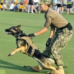 Unbranded Harnais Tactique Pour Chien 1000d Nylon Poignée Dressage Réglable Imperméable à L’eau Extérieur Pet Dog Harness Sangle De Poitrine 6 Unbranded Harnais Tactique Pour Chien 1000d Nylon Poignée Dressage Réglable Imperméable à L’eau Extérieur Pet Dog Harness Sangle De Poitrine -nourriture pour chien boutique 563596719 max