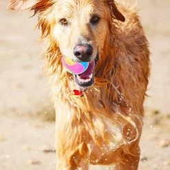 Unbranded Dog Ball Flash Glowing Dog Ball Changement De Couleur Bouncing Dog Flash Play Ball Jumping Dog Ball Interac -nourriture pour chien boutique 563609834 max