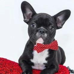 Unbranded Lionet Paws Dog And Cat Collar Avec Nœud Papillon, Doux Et Confortable, Ajuster 9 Unbranded Lionet Paws Dog And Cat Collar Avec Nœud Papillon, Doux Et Confortable, Ajuster -nourriture pour chien boutique 567450246 max