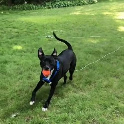 Unbranded Pet Heavy Duty Reflective Dog Leash Lead Runner Pour Chiens -nourriture pour chien boutique 567451396 max