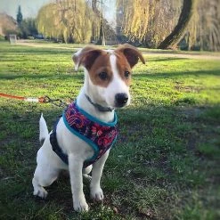 Unbranded Pet Heavy Duty Reflective Dog Leash Lead Runner Pour Chiens -nourriture pour chien boutique 567451893 max