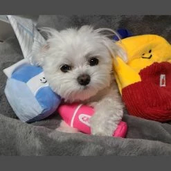 Unbranded Dog Toy Dispensing Interactive Puppy Peluche School Bag Stuffed Chew Toys Snuffle -nourriture pour chien boutique 572190253 max